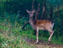 Fallow Deer - Daniel